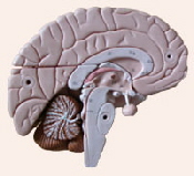 Gehirn123